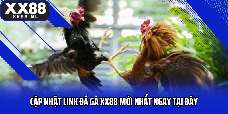 Cập nhật link đá gà XX88 mới nhất ngay tại đây