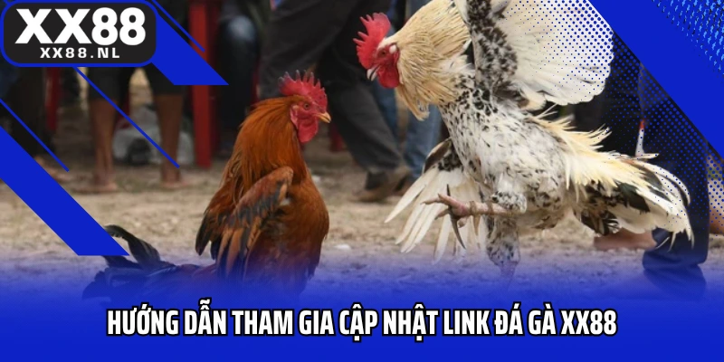 Hướng dẫn tham gia cập nhật link đá gà XX88 mới nhất